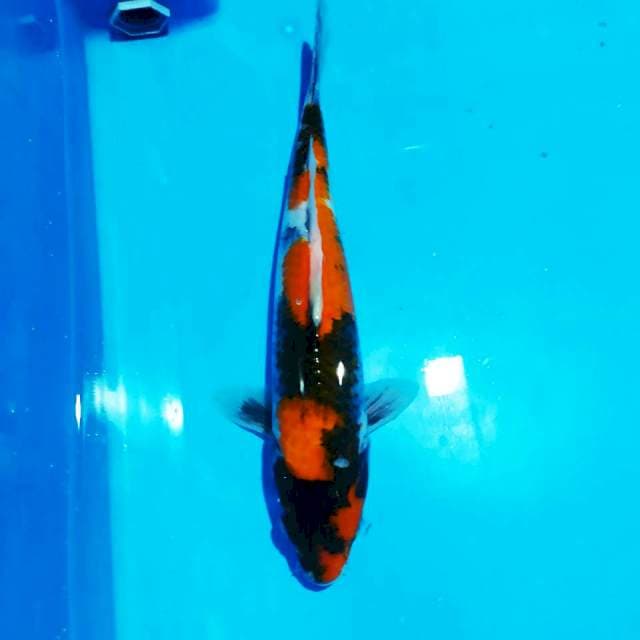 Showa 31 cm