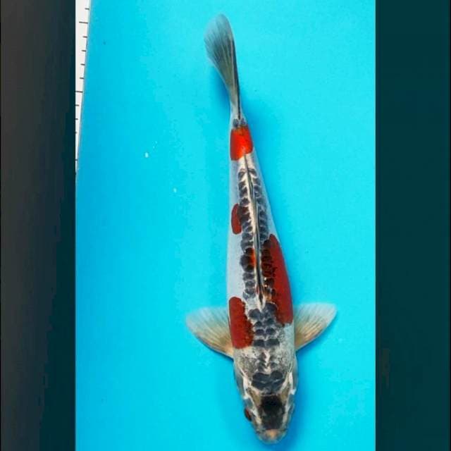 Beni kiko strong 31cm male