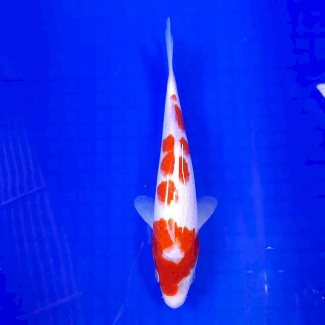 Kohaku Strong || 25cm