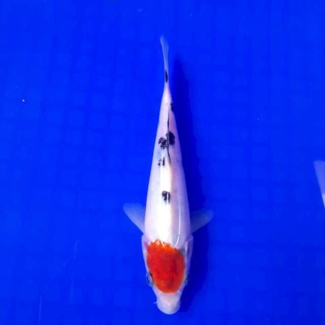 Tanco Sanke Ori || 19cm