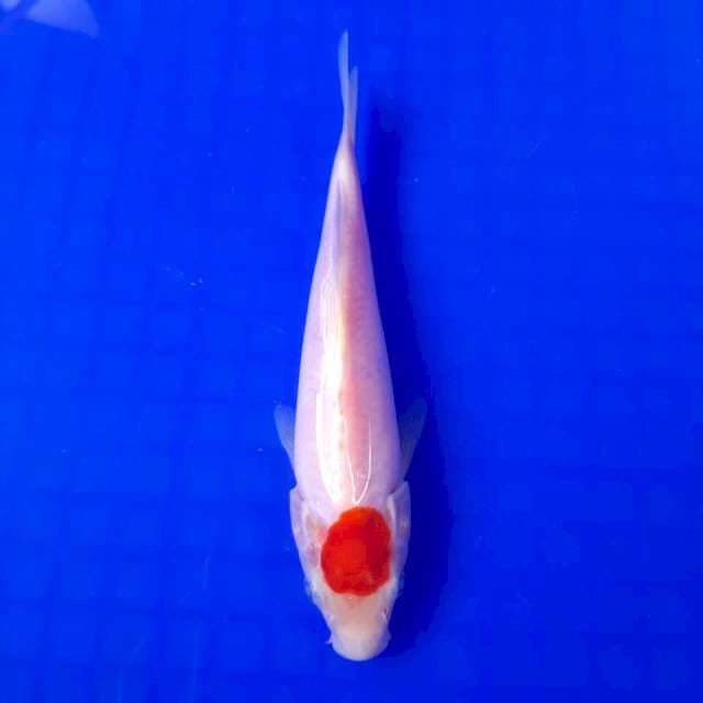 Tanco Kohaku Ori || 19cm