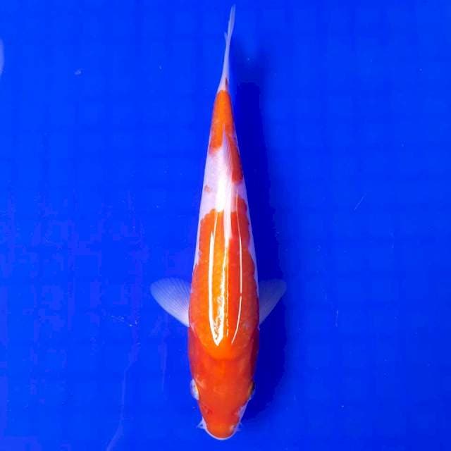 Kohaku Nindan || 20cm
