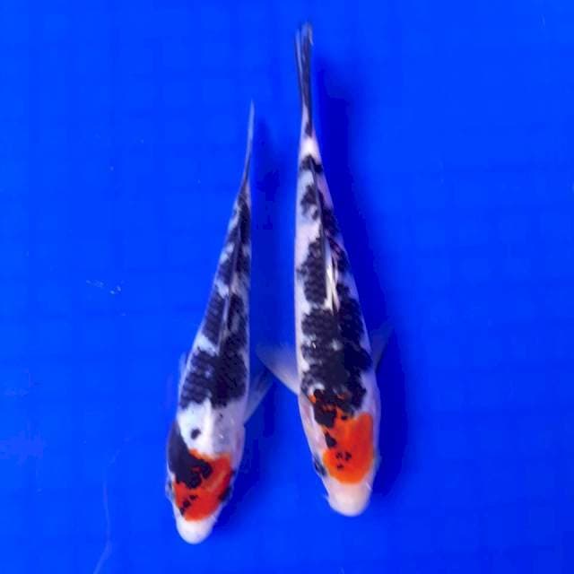 Tanco Sanke || 16&17cm