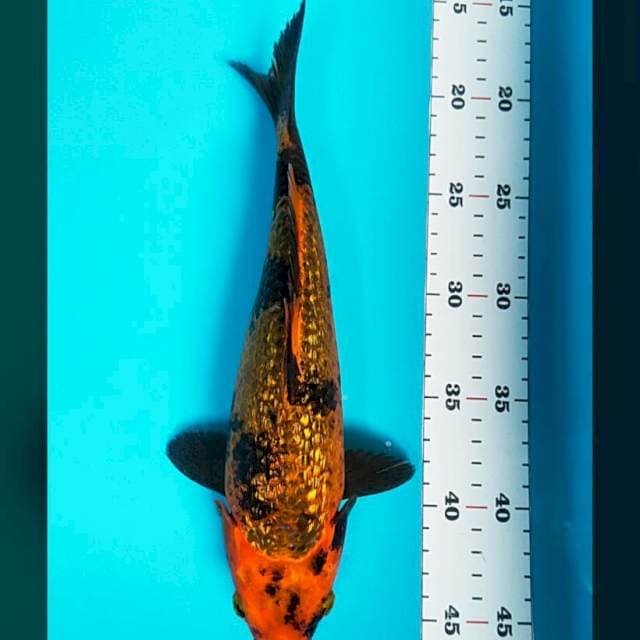 Hi utsuri ginrin 29cm