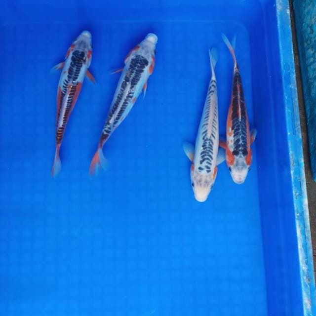 Mix shusui