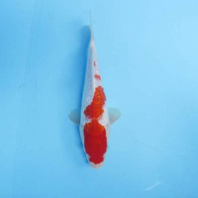 Kohaku ginrin 20 cm