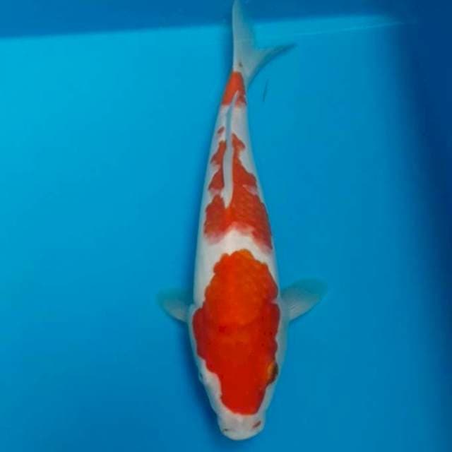 Kohaku 26 cm