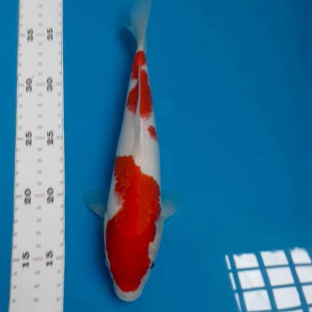 Kohaku 24 cm