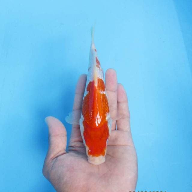 Kohaku ginrin 19 cm