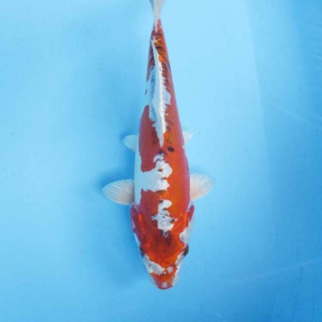 Kikokuryu 29 cm