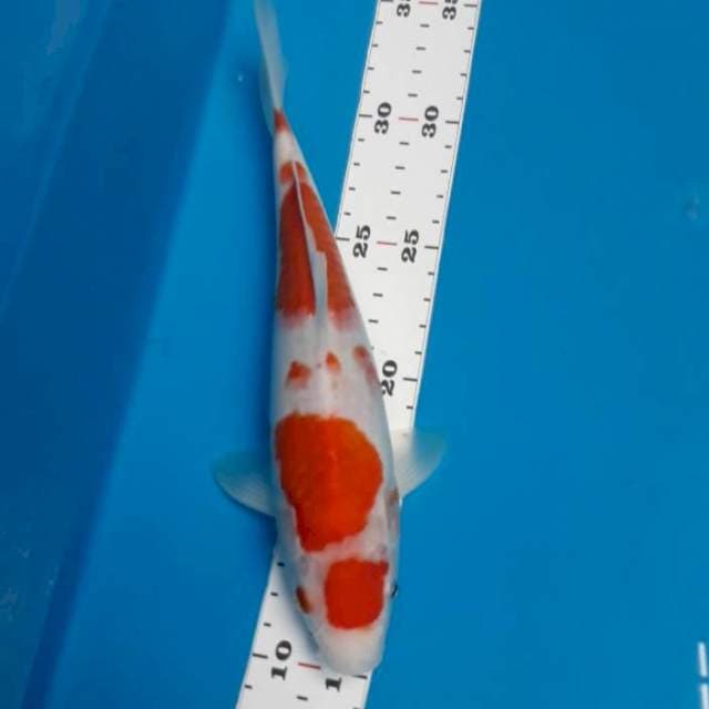 Maruten kohaku 25 cm