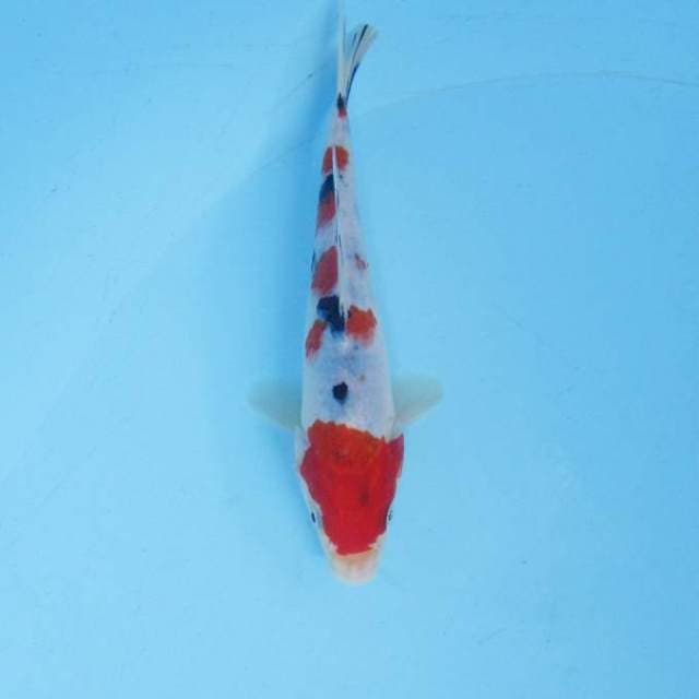 Sanke 17 cm