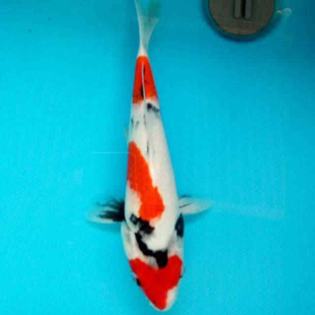 Showa original 27cm