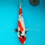 Showa original 27cm