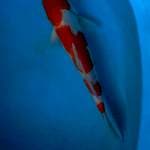 Kohaku 35