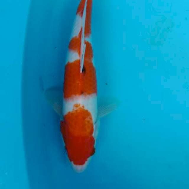 Kohaku 33