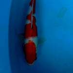 Kohaku 33