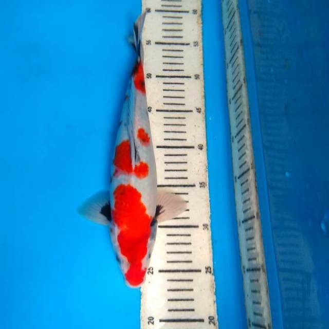 Showa 32cm