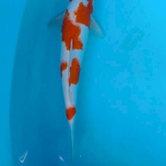 Kohaku 30