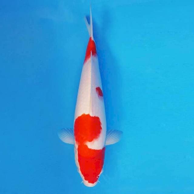 KYOTO 15 - Kohaku ®