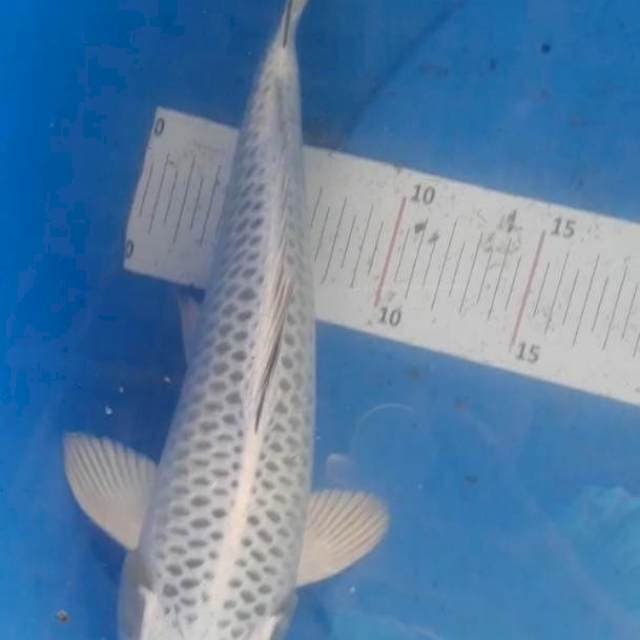 Matsuba 32cm