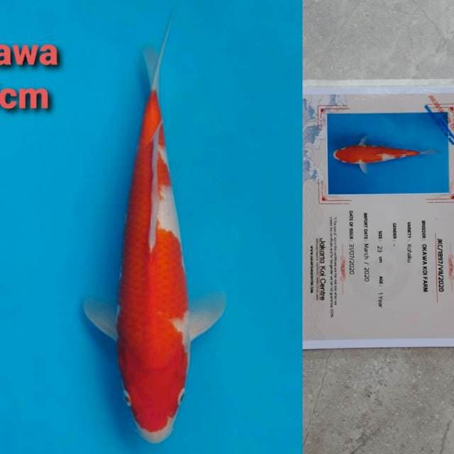Okawa showa 35cm certi