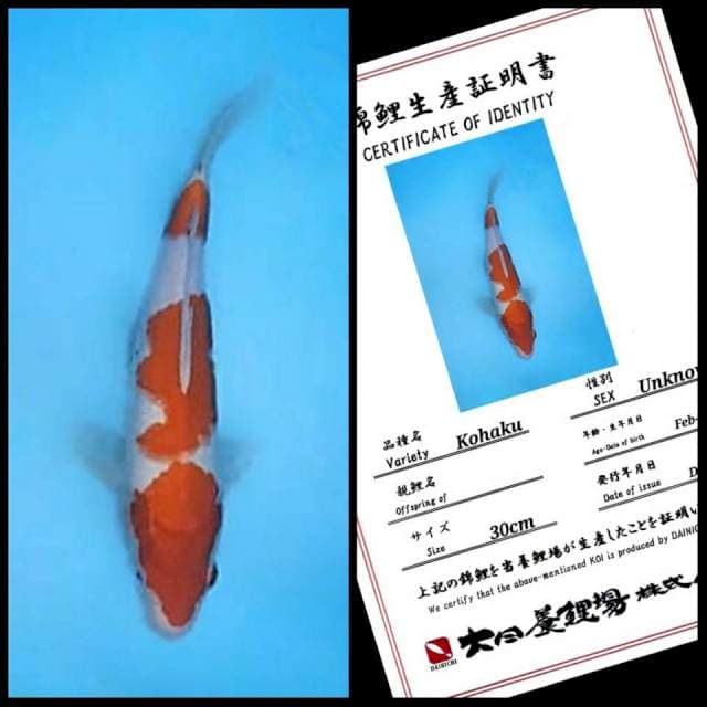 Dainichi Kohaku