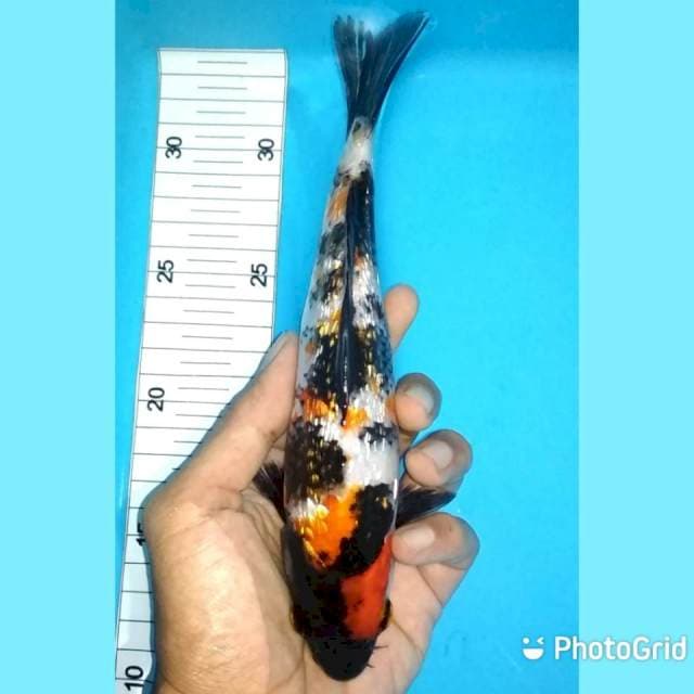 Showa ginrin 21cm