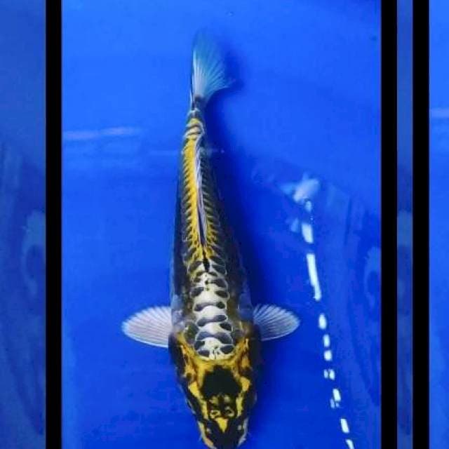 Kikokuryu 26cm