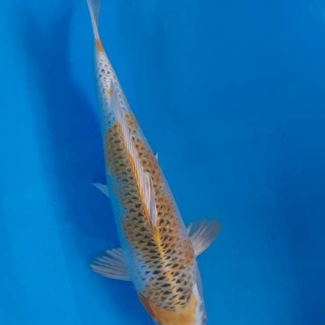 Antik 40 cm