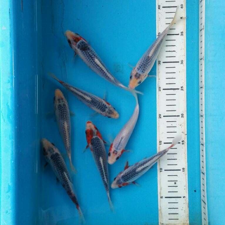baby asagi 8ekor