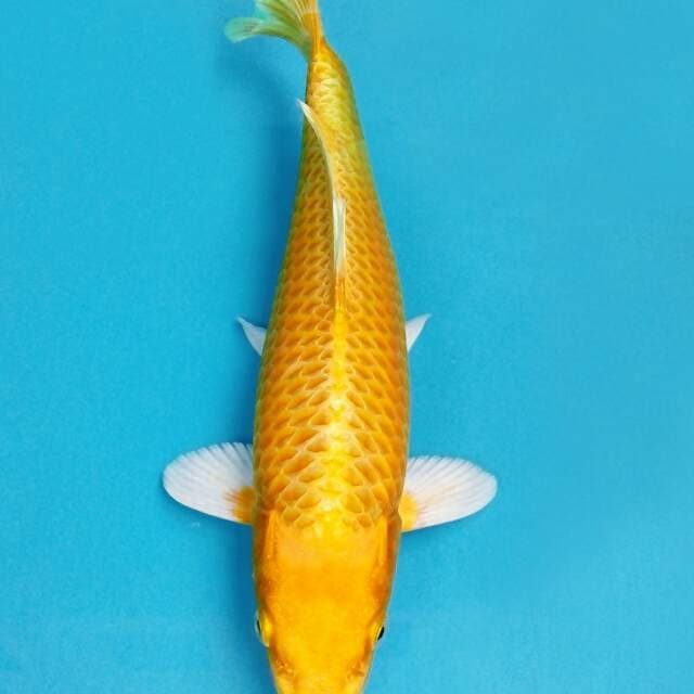 Yamabuki ogon