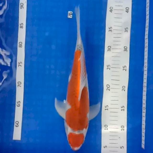 Maruten gosiki