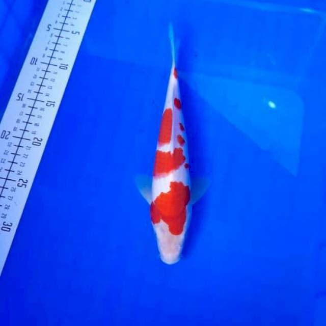 Kohaku 27 cm