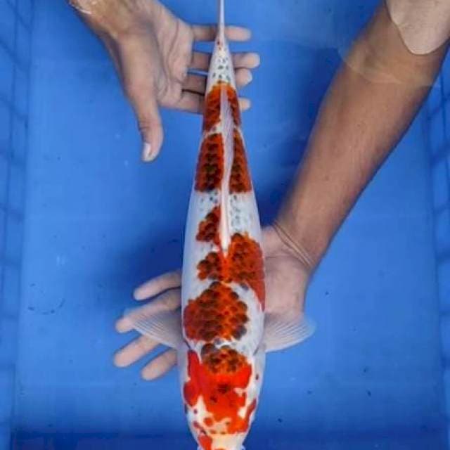 Goshiki 43 Cm