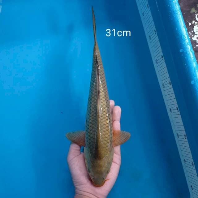 F. Midori