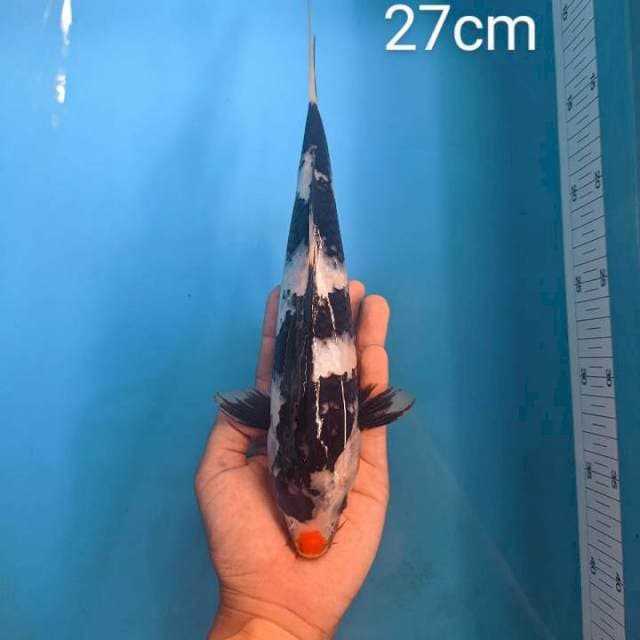 H. Showa Kucibeni 