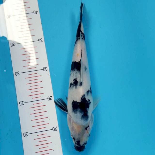 Shiro 25cm