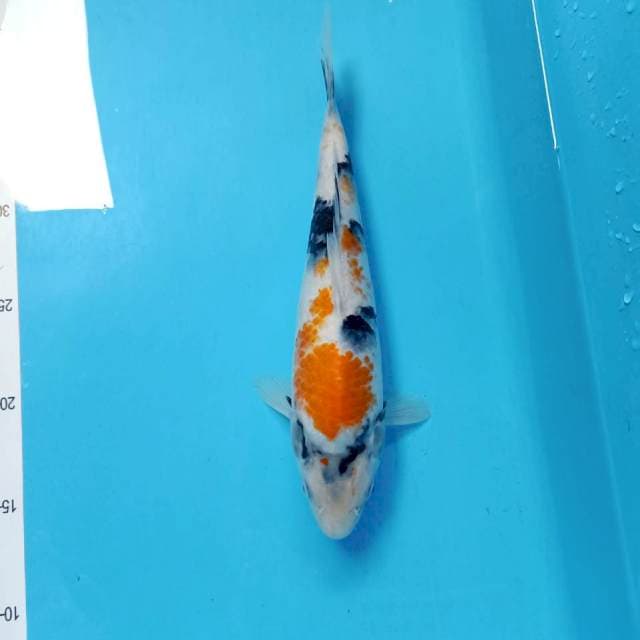 Kindai showa 26cm
