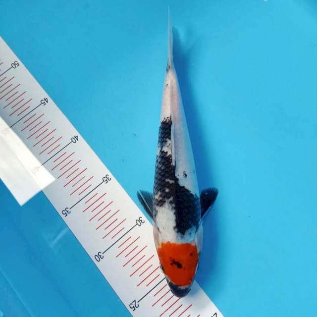 Tancho showa ori 25cm