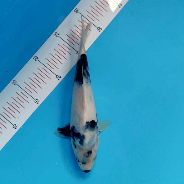 Shiro 24cm halus
