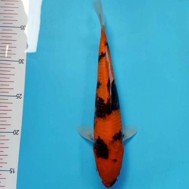 HI SHOWA 25Cm