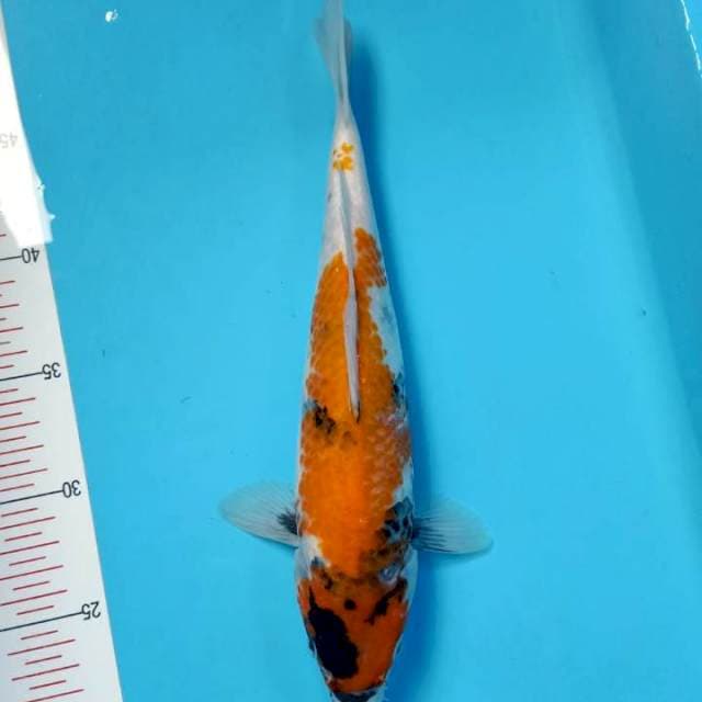 Showa 30Cm