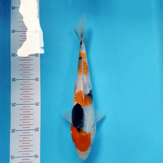 Showa 27Cm
