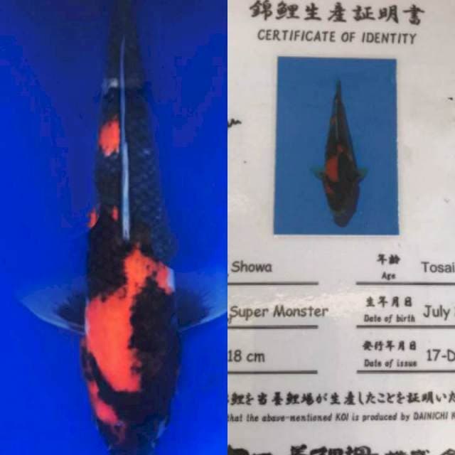 Showa 28cm Dainichi Koi Farm