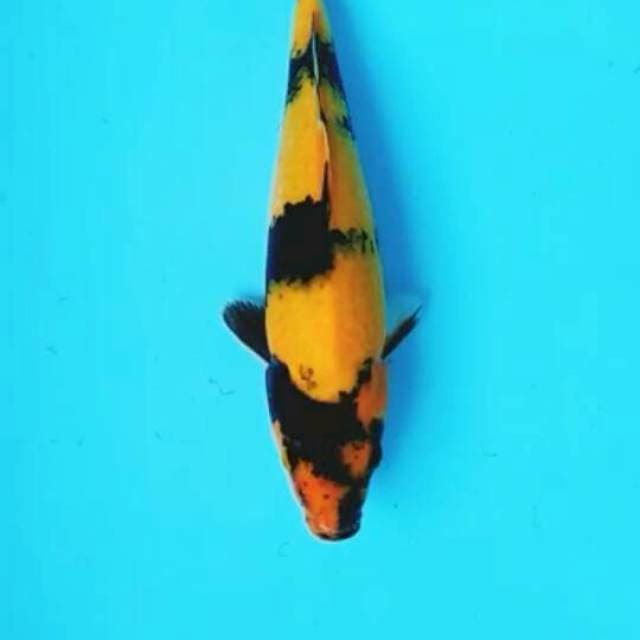 Utsuri:27cm