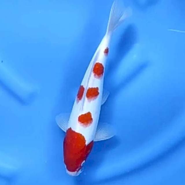 KOHAKU MALE # 29CM