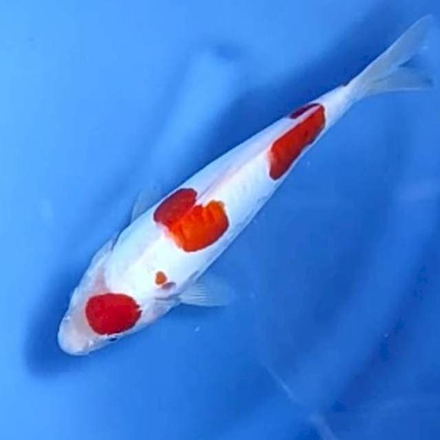 KOHAKU # 26CM