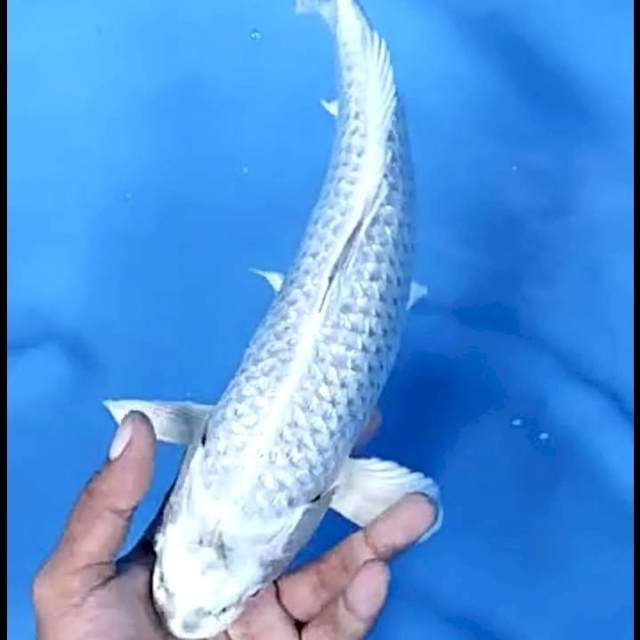 MUKASHI GINRIN # 34CM