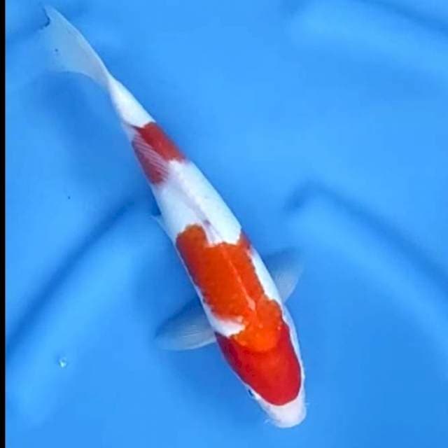 KOHAKU # 29CM JANTAN